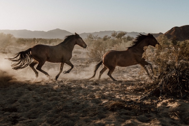 Horses in Baja
